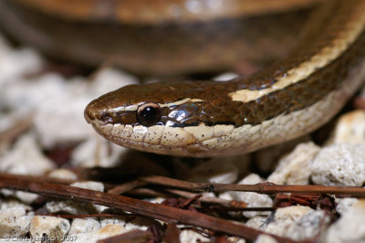 Coniophanes imperialis copeiSouthern Black-striped Snake