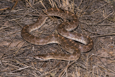 Arizona elegans elegansKansas Glossy Snake