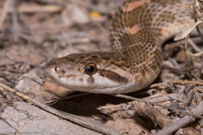 Arizona elegans elegansKansas Glossy Snake