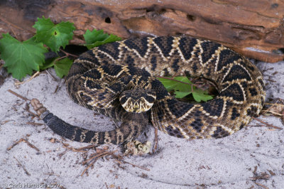 Crotalus adamanteusEastern Diamondbacked Rattlesnake