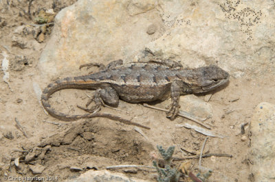 Sceloporus consobrinusPrairie Lizard