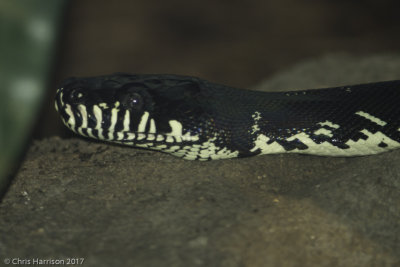 Morelia boeleniBoelen's Python