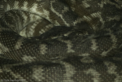 Morelia carinataRough-scaled Python