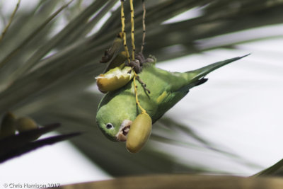 Yellow-chevroned Parakeet