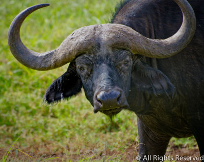 Onery Cape Buffalo