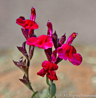 Red Salvia