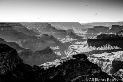 Rock, River and Birds; Grand Canyon