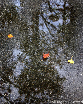 Puddle on Asphalt