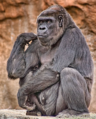 Pensive
