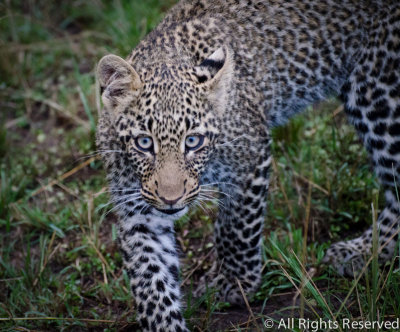 Serengeti Leopard Cub