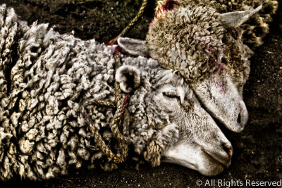 And Who Speaks for the Animals