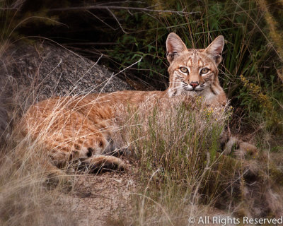 Bobcat Portrait