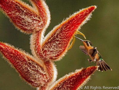 Feeding and Landing