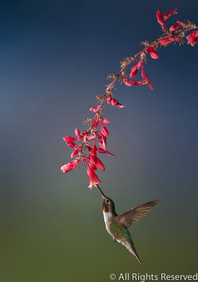 Graceful Line