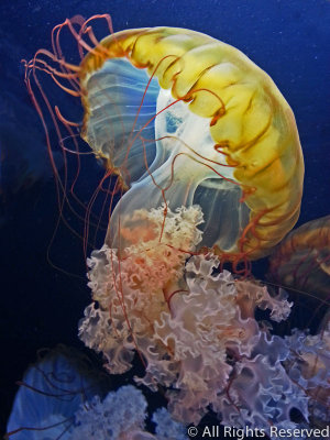 Jelly Ballet