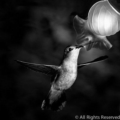 Senile Hummer