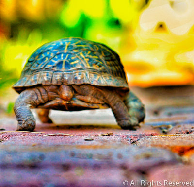 Turtle Tail