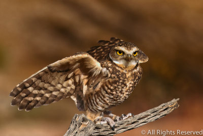 Burrowing Owl