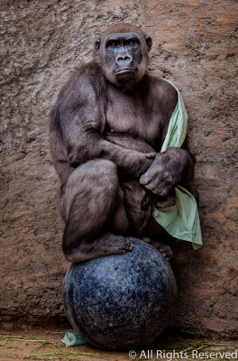 Gorilla Style