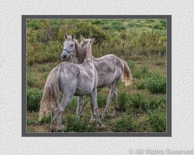Horse Love