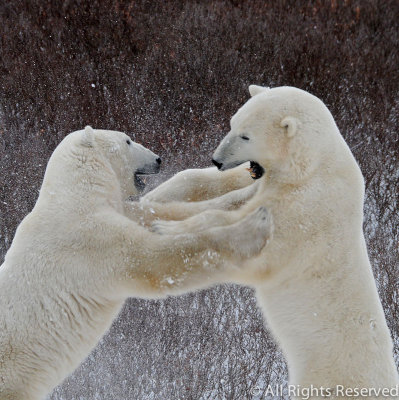 Playful Polar Bears