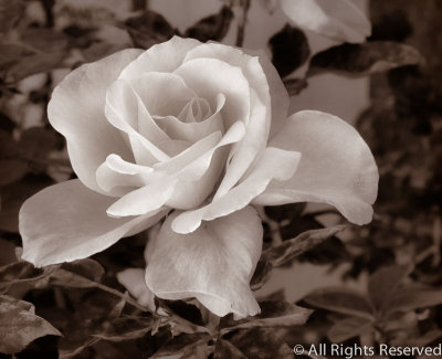 Delicate Beauty