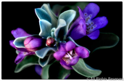 Texas Sage