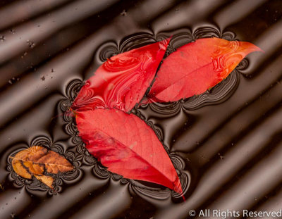 Fall Leaves