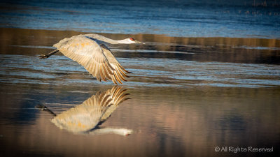 Graceful Reflections