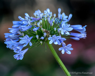 Single Stem Blue Bouquet