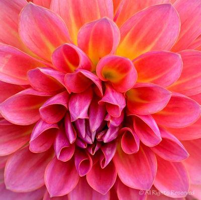Heart of the Chrysanthemum
