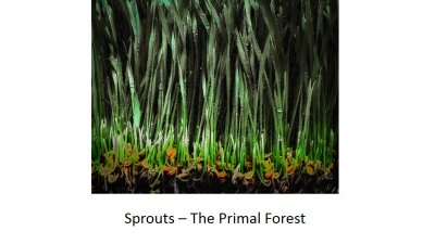 06 Sprouts.jpg