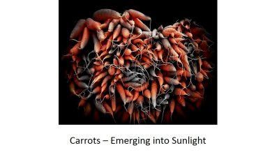 07 Carrots.jpg