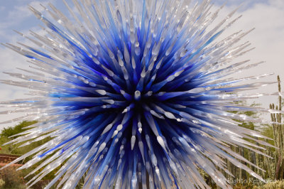 Chihuly's Blue Star