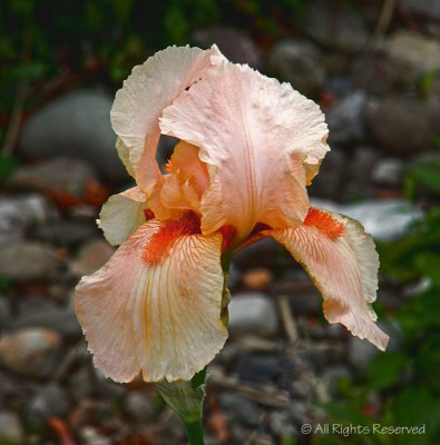 Apricot Iris