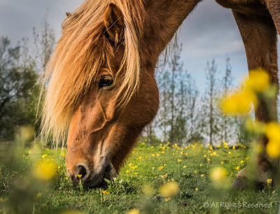Buttercup