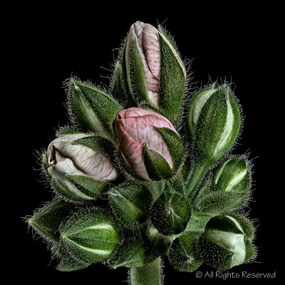 Geranium Buds