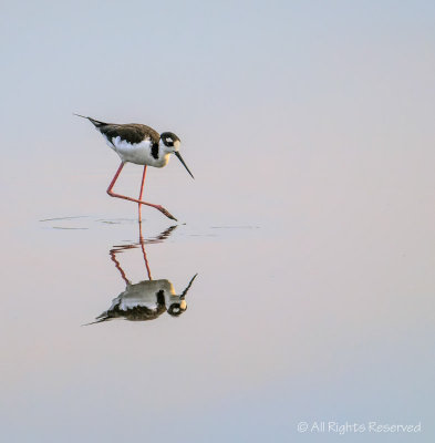 Faux Pas de Deux
