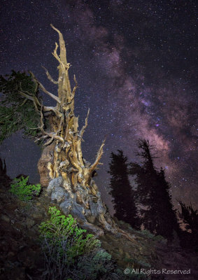 Ancient Bristle Cone Communing with the Stars