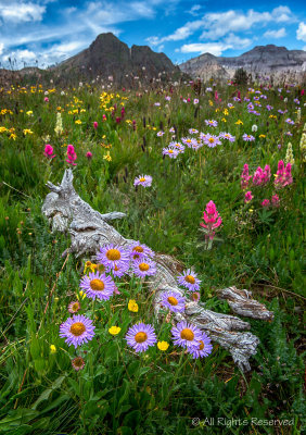 High Mountain Meadow