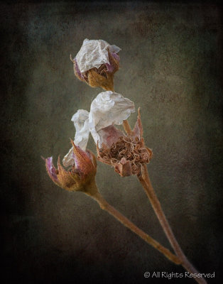 Last Petals