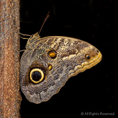 Owl Butterfly