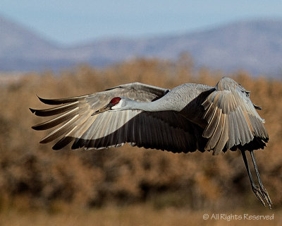 Sandhill Crane