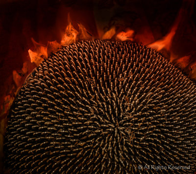 Sunflower Corona
