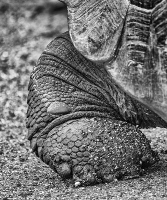 Galapagos Tortoise Foot