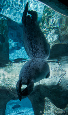 Mirrored Sea Lion
