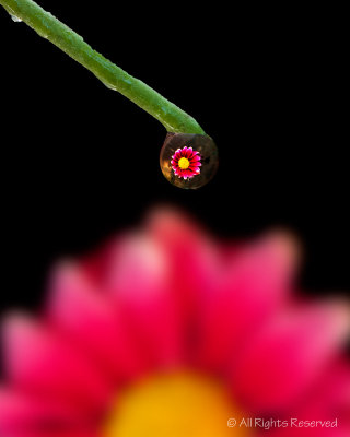 Pink Flower Reflection