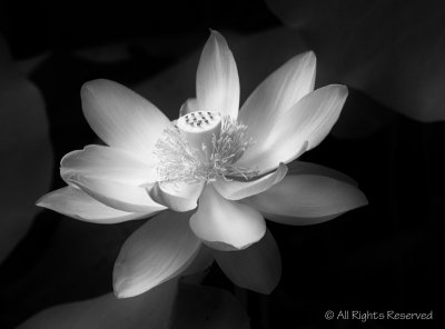 Cupcake in Bloom