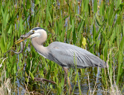 Great Blue with Meal