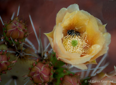 Nopal Flower with Bee